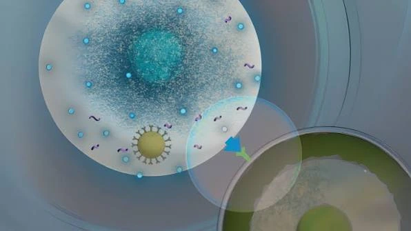 car t cell therpy
car t cell transplant